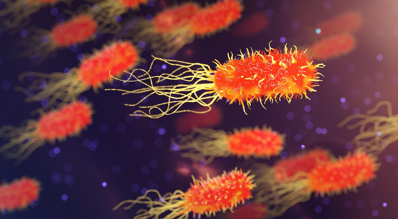 Effets des sucres (ou sucres+gras) et de l’alcool sur le microbiote intestinal