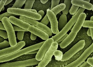 Bactérie E Coli et Pr Déchelotte