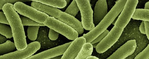 Bactérie E Coli et Pr Déchelotte
