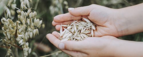 Céréales domestiques et modernes