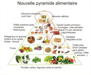 La pyramide alimentaire du passé (lointain) et du futur