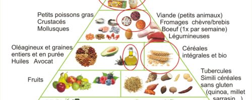 La pyramide alimentaire du passé (lointain) et du futur