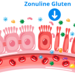 Gluten du blé moderne (le froment) et microbiote intestinal