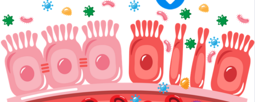 Gluten du blé moderne (le froment) et microbiote intestinal