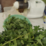 L&rsquo;ortie : une plante merveilleusement riche