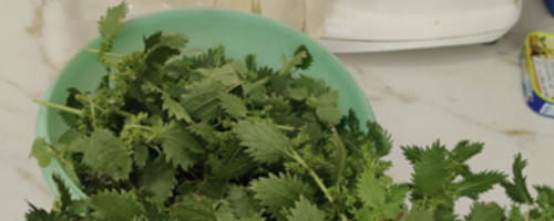 L&rsquo;ortie : une plante merveilleusement riche