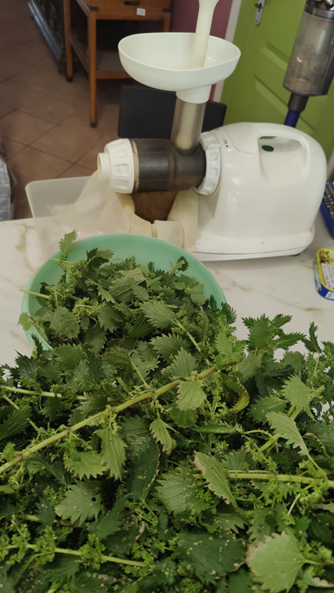 L&rsquo;ortie : une plante merveilleusement riche