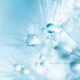 dandelion-5103509_1280(1)
